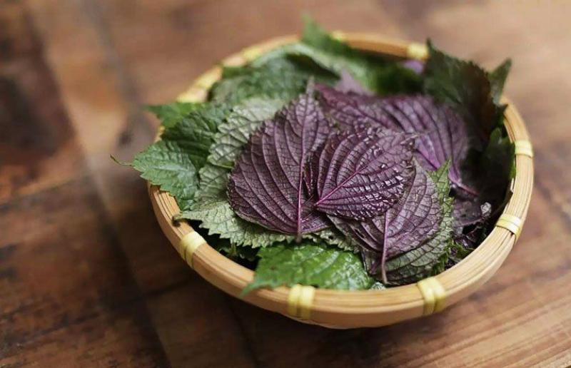 Mặt nạ lá tía tô trị nám hiệu quả