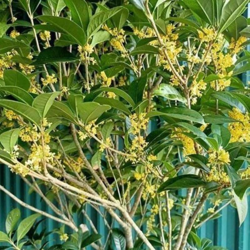 Cây Mộc Hương Ấn Độ